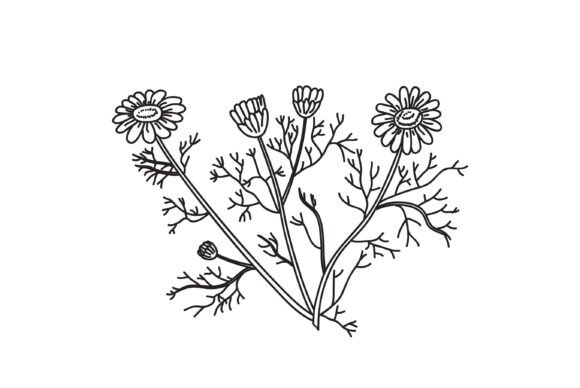 Download Line Art Botanical Bouquet Daisy Isolate - Botanical Collection
